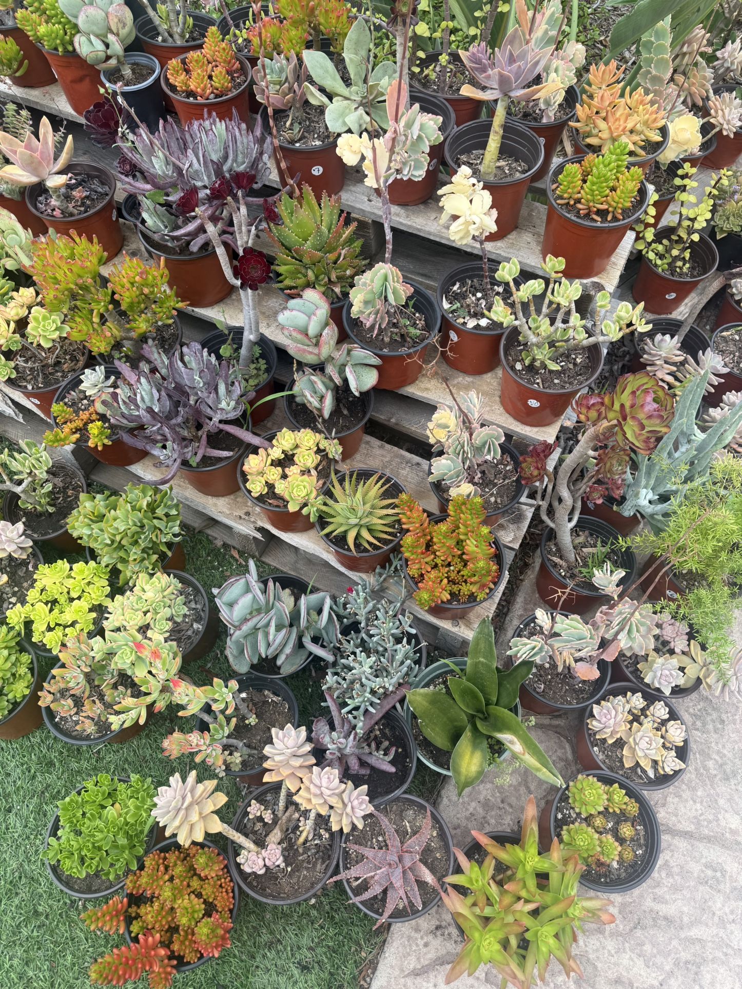 Variety Of Succulents