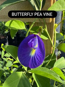 💙 Butterfly Pea Vine (Clitoria ternatea)