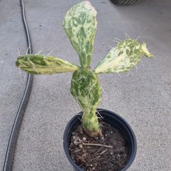 White and Green Cactus
