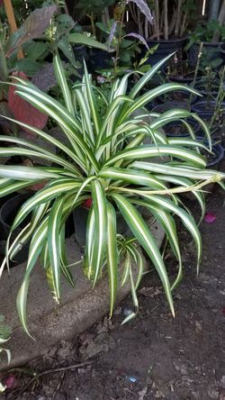 Planta legua de suegra