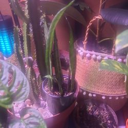 I Have Several Small Snake Plants 