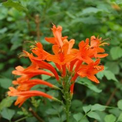 Tecoma  Capensis  Plant