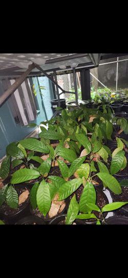 Cacao Seedlings