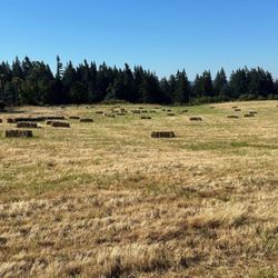 Hay For Sale $7 