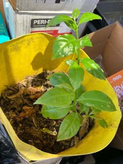 Two Barbados gooseberry plants $8 (edible leaves/fruits)
