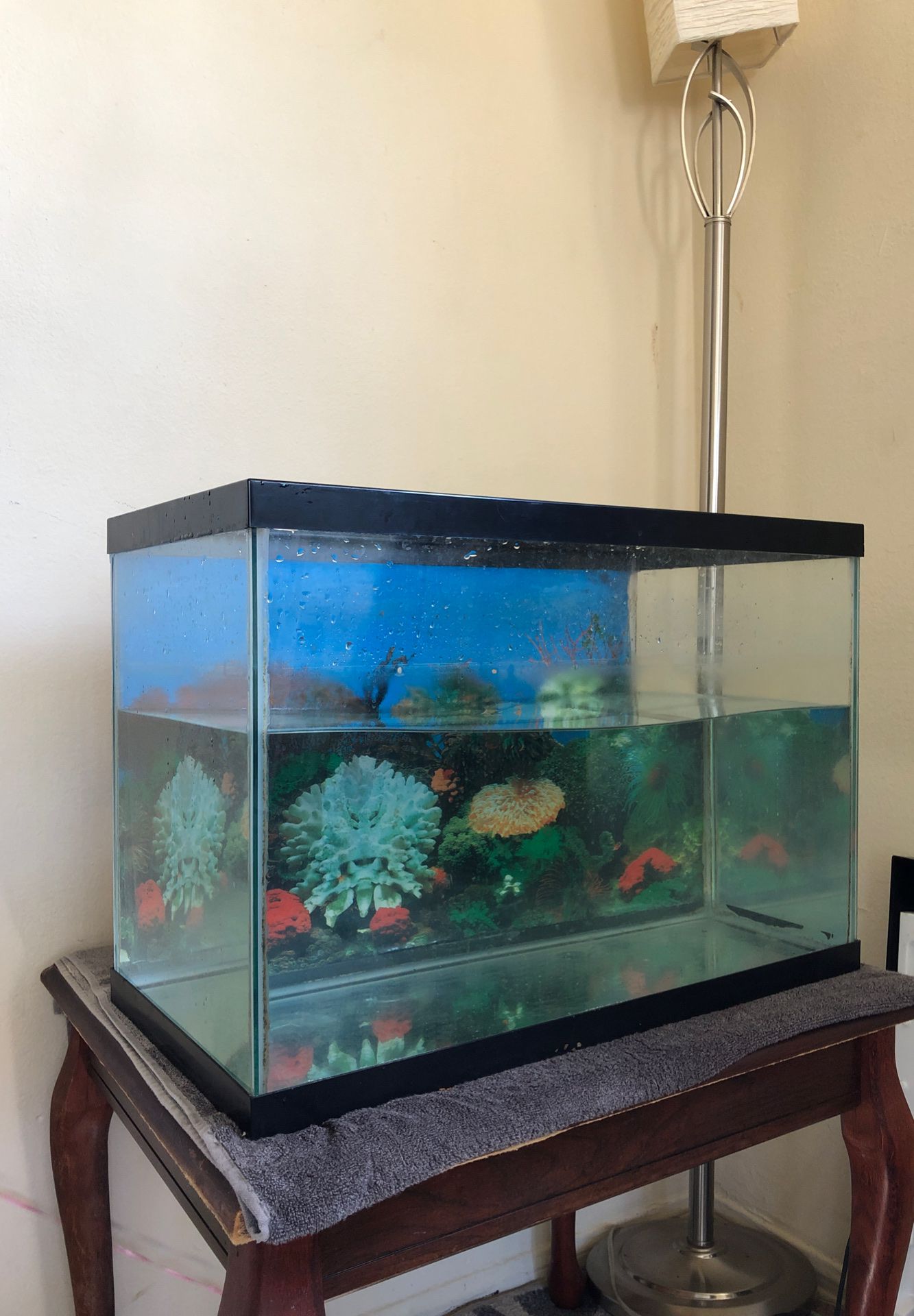 Fish tank / set up