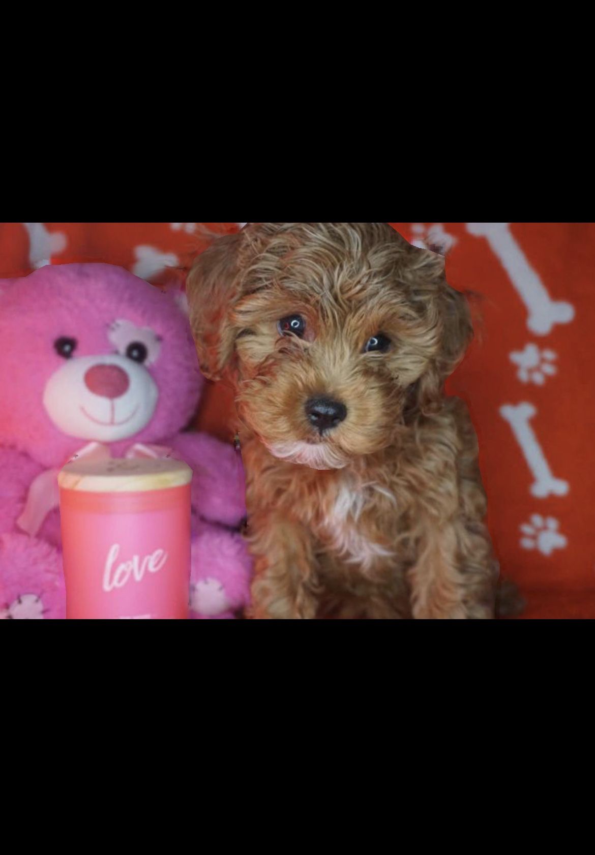 Toy Red Cavapoo
