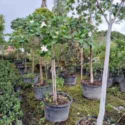 Huge Sale Gardenia Trees On Sale Now $200