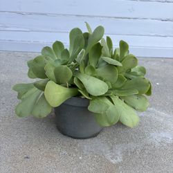 Kalanchoe Succulent 