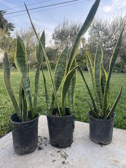 1 Gallon Mother In Law Tongue/  Snake Plant 