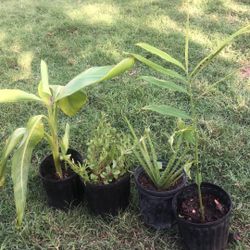 Plants All For One Price Altogether With Free Delivery 🚚 (Please See Description)