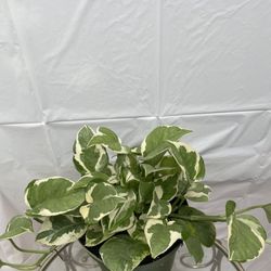 HERMOSAS PLANTAS NATURALES “N Joy POTHOS PLANT 