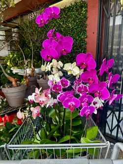 A full cart of orchids on Sale (big and medium )
