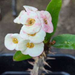Crown Of Thorns O Corona De Cristo Plant