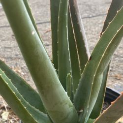 Big Aloe Vera