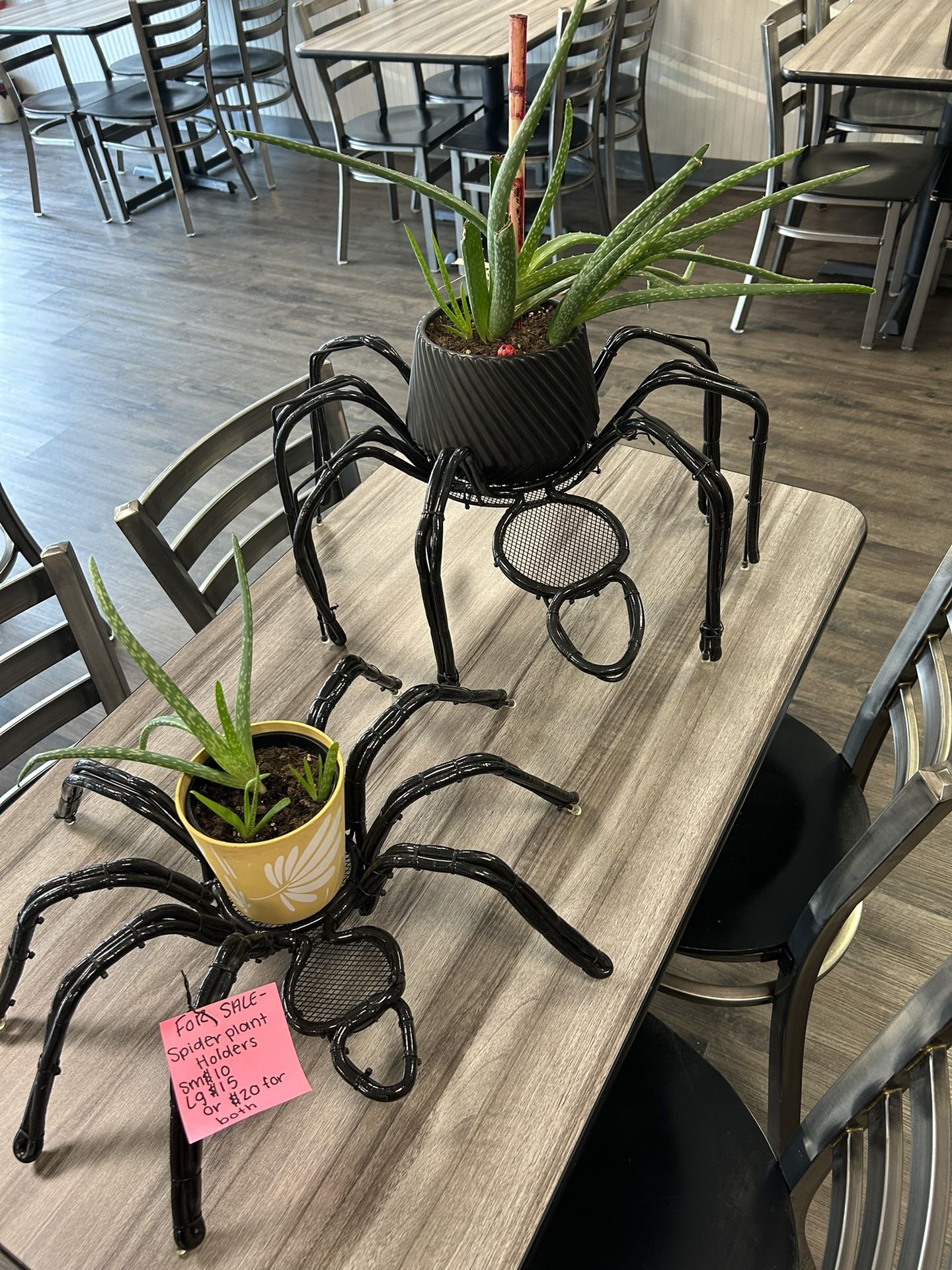 Spider Plant Holders