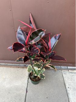 8” xxl pink ruby rubber plant
