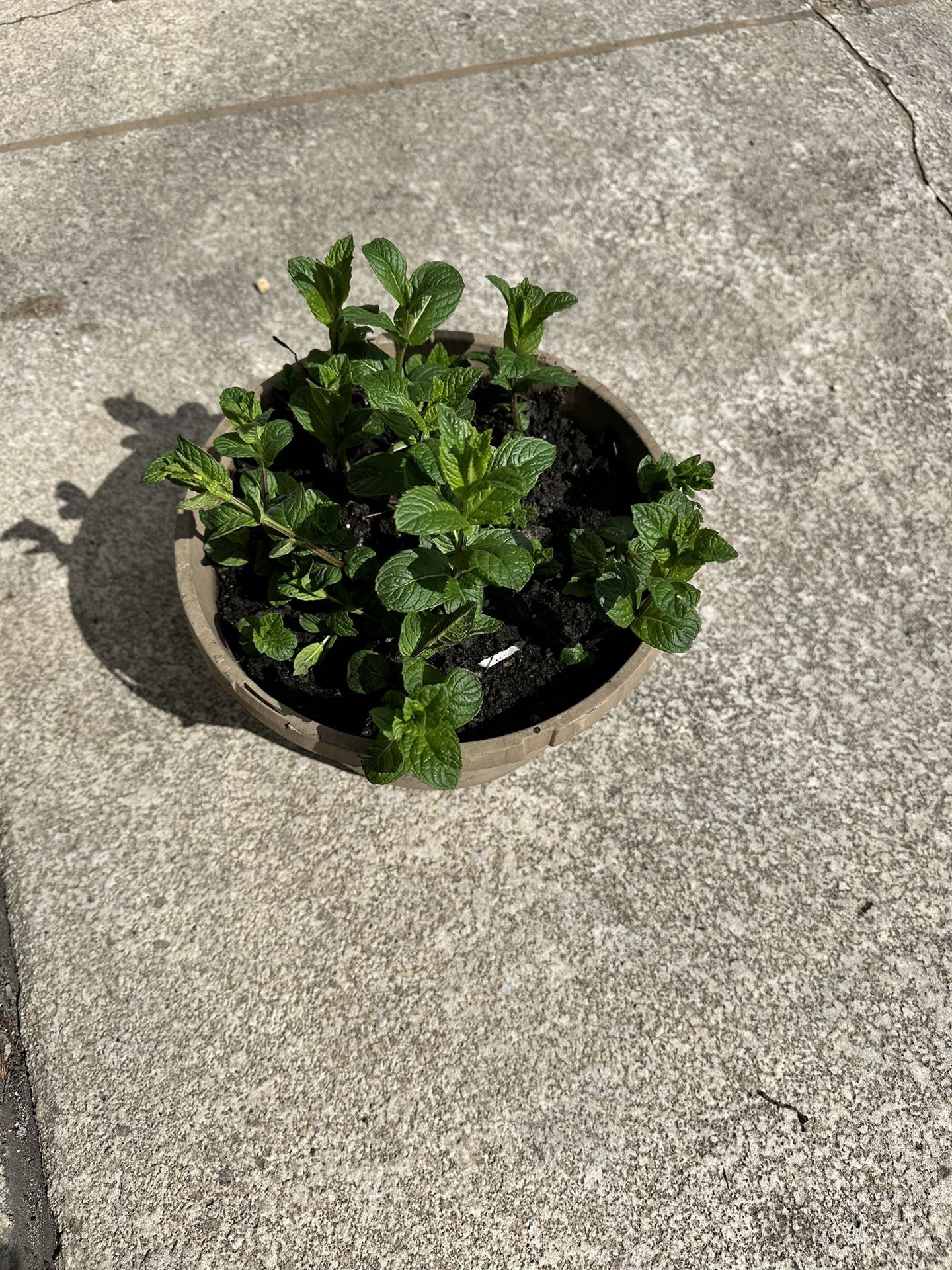 Mint Organic Plant 