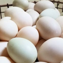 Duck Eggs For Sale!