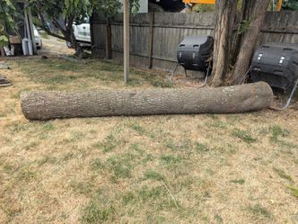 Deodor Cedar Log