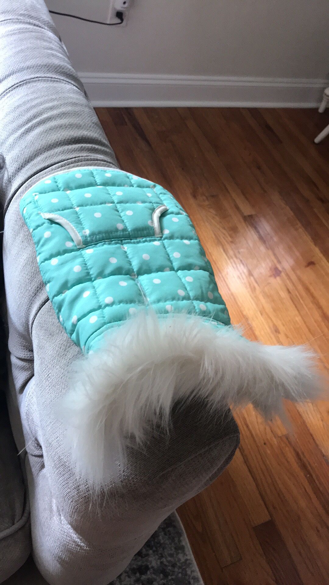 Dog/Cat Jacket