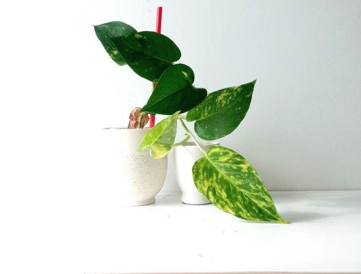Lush High Variegation Pothos Plant/ House Plant/ Indoor Plant Flower Patio Garden Money Plant