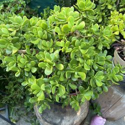 Plants Jade