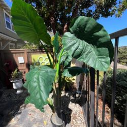 Artificial Alocasia (Elephant Ear) Plant 