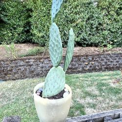 Cactus 🌵 Plant 🪴 