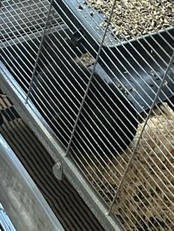 Black/Red Chinchilla