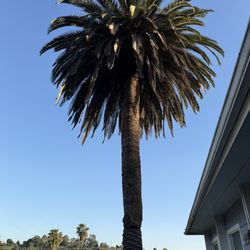 Free Tall Palm Tree