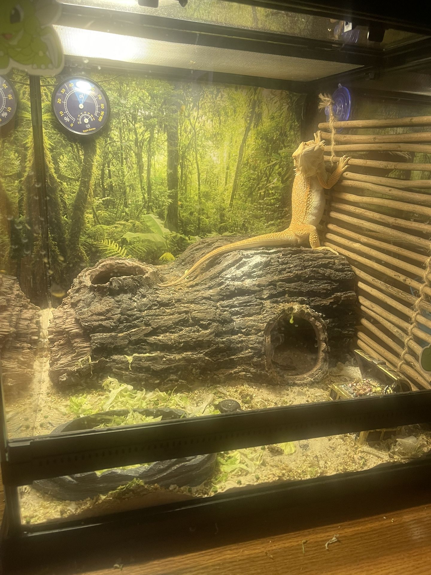 Bearded Dragon With All Supplies