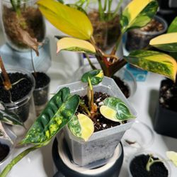 Philodendron Billietiae Variegated