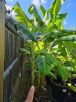 TEXAS HAS BANANAS starting at $15