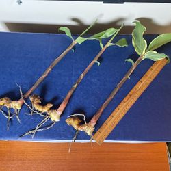 Awapuhi Shampoo Ginger 3 Sprouted Rhizome Plants Rare Variegated Leaves