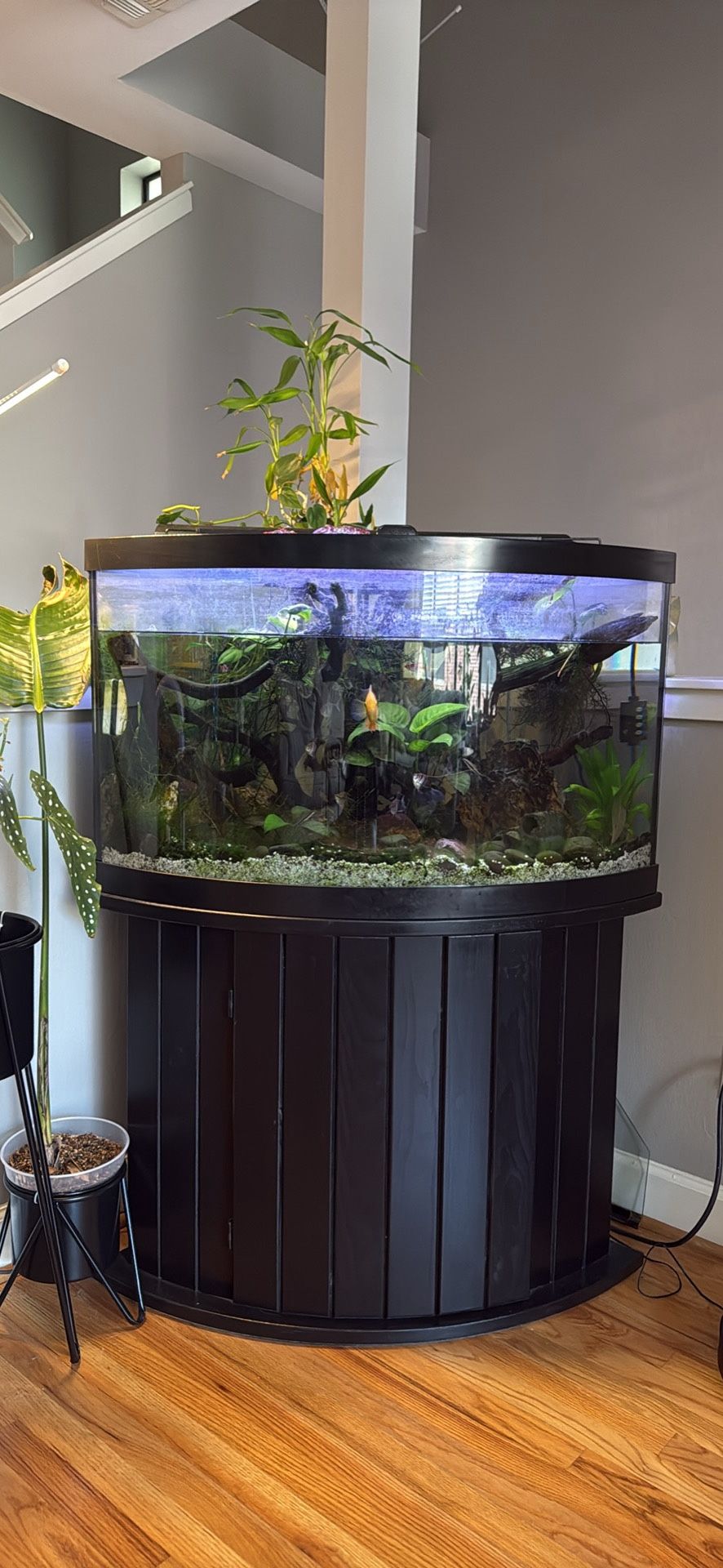 55 G Aquarium  With Stand
