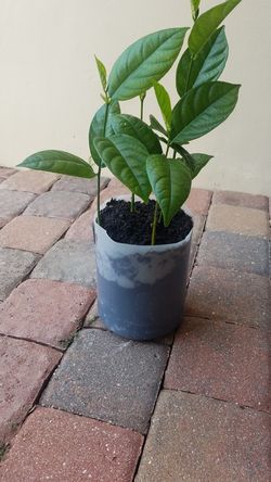 Sweet jackfruit tree
