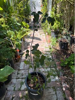 (Higo) Fig Tree