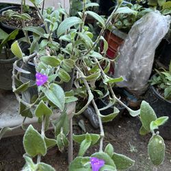 Planta