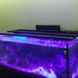 Nuvo SR-80, MP-40, salt water aquarium, ato, ghost skimmer, reactor, live rock, coral, sand