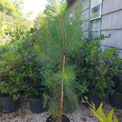 Loblolly Pine 