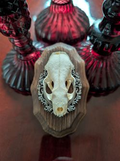 Mink Skull Real Taxidermy Oddity