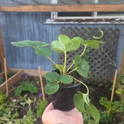 Quinault Strawberry Plant