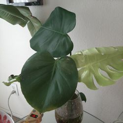 Health Plants  En Agua 💧 👉 