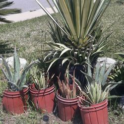 Plants