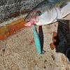 pescado