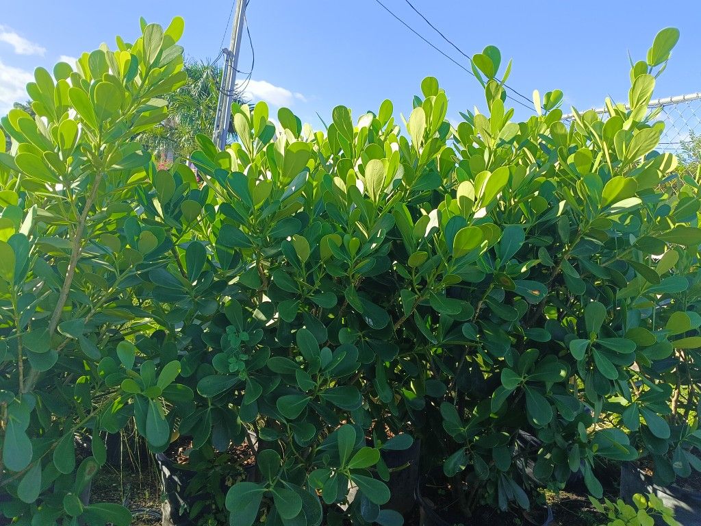 🌟🏡 BEAUTIFUL CLUSIA PRIVACY HEDGE PLANTS 15GL 5FT $40