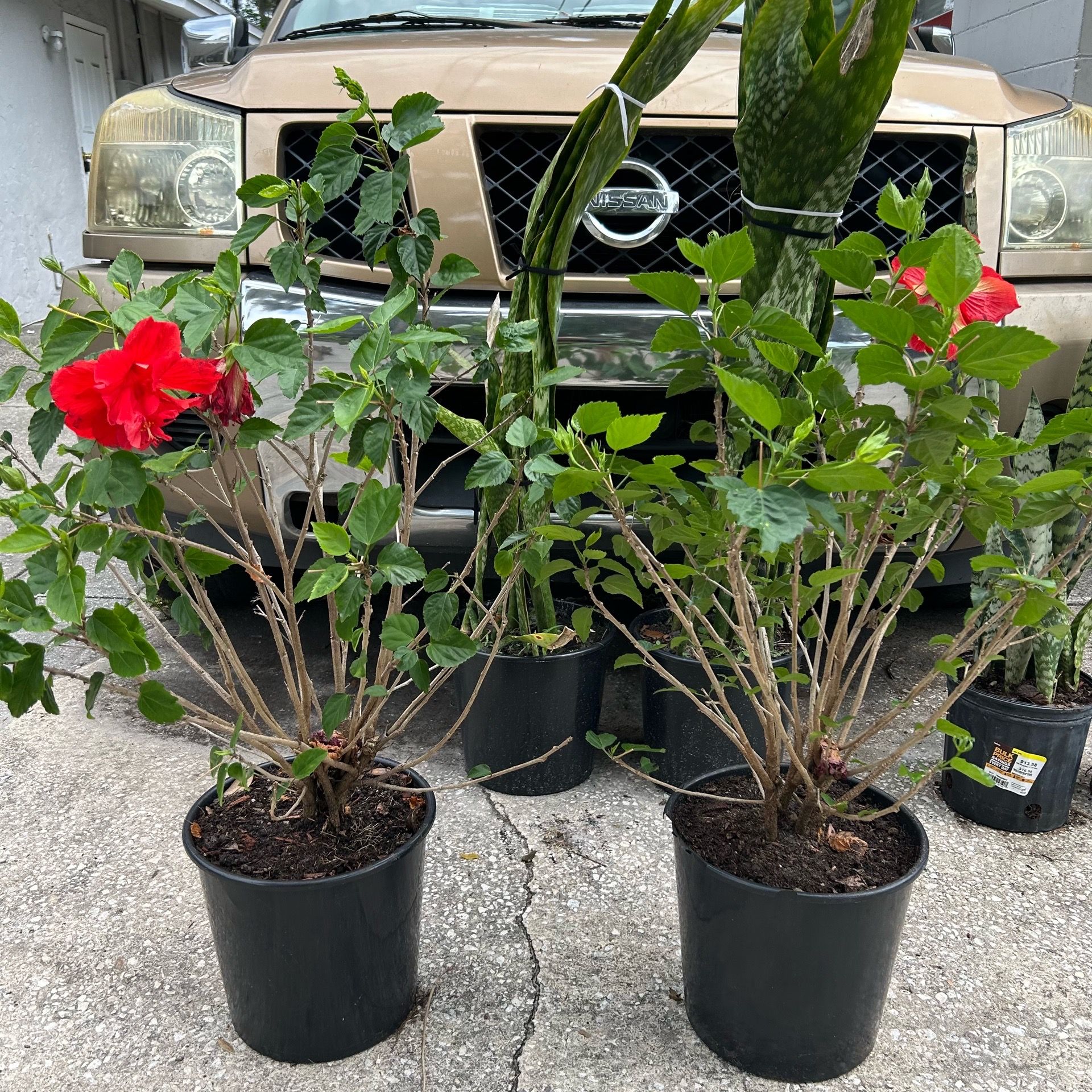 2 hibiscus bushes (2 for $25)