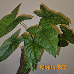 Syngonium Mojito location in description
