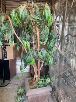 Plastic plants & tree